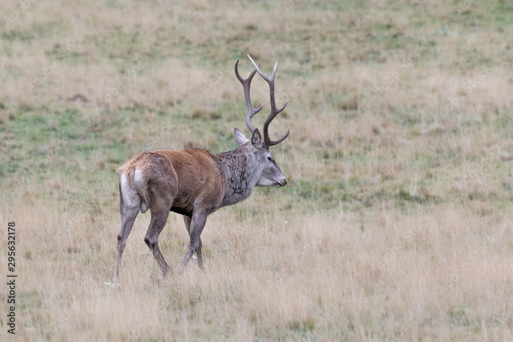 Beautiful red deer male in Alps mountains (Cervus elaphus) Beautiful red deer male in Alps mountains (Cervus elaphus)