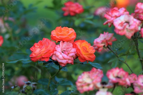 Pink roses in the dew in the garden