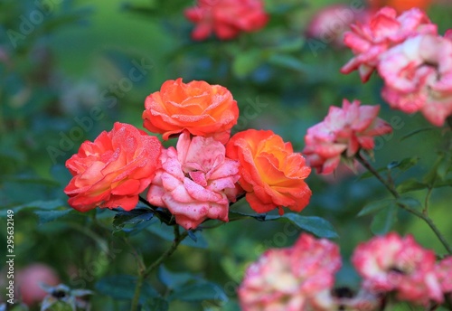 Delicate roses in the morning dew