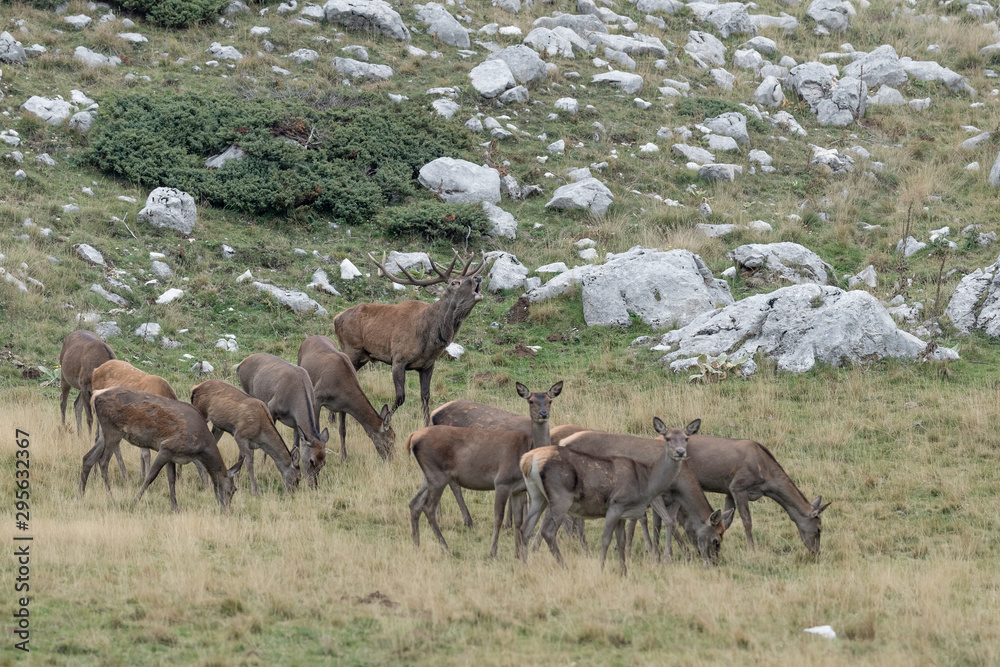 Herd of deer in Apennine mountains (Abruzzo National Park) Herd of deer in Apennine mountains (Abruzzo National Park)