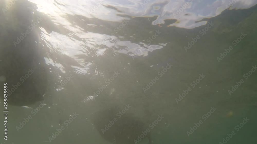 Ducks and trout fish in pond, underwater view Ducks and trout fish in pond, underwater view