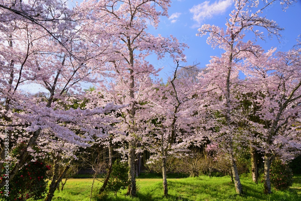 Blooming cherry blossoms in Kyoto, Japan Blooming cherry blossoms in Kyoto, Japan