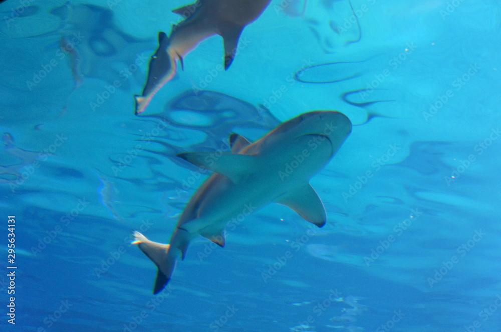 Fototapeta premium Shark swimming in the water