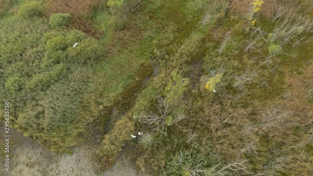 Beautiful wetlands of Canada viewed by drone with white egret birds flying Beautiful wetlands of Canada viewed by drone with white egret birds flying