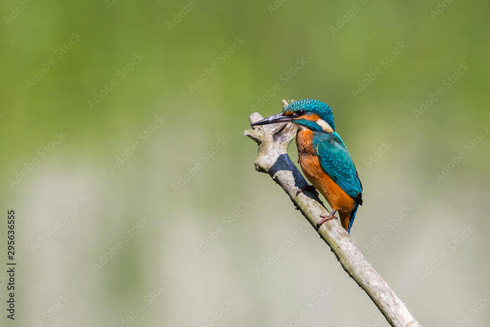 isolated male kingfisher (alcedo atthis) standing on branch isolated male kingfisher (alcedo atthis) standing on branch