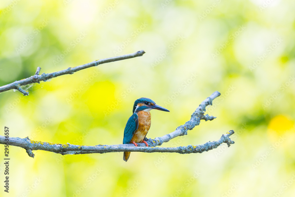 Fototapeta premium female kingfisher (alcedo atthis) sitting on branch in green