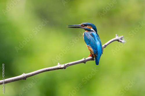 side view of male kingfisher (alcedo atthis) standing on branch