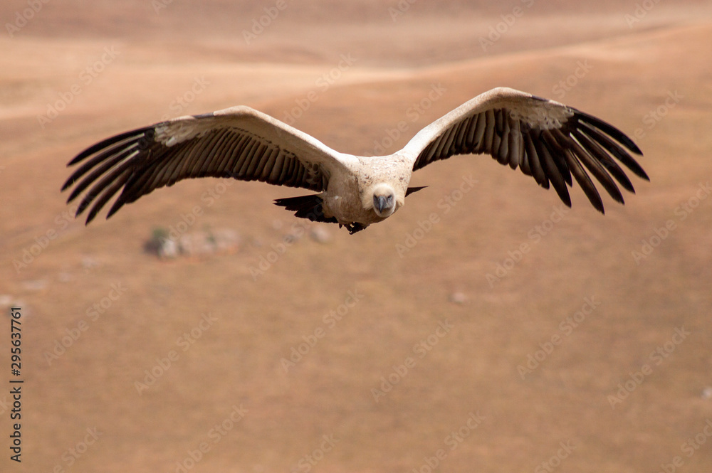Naklejka premium Cape Vulture, Giants castle, Drakensberg, Kwazulu Natal, South Africa