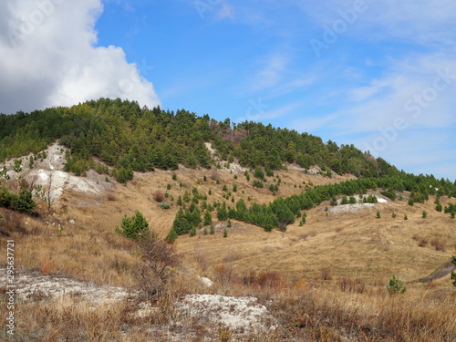pine forest on the hills in the steppe on a clear Sunny autumn day