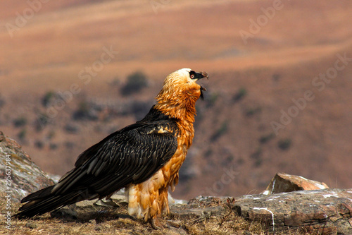 Endangered Bird of prey, Lammergeier, Bearded Vulture, in the Drakensberg, Giants Castle, Kwazulu Natal, South Africa