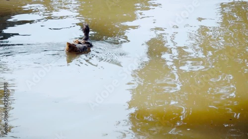 A river with two ducks swimming