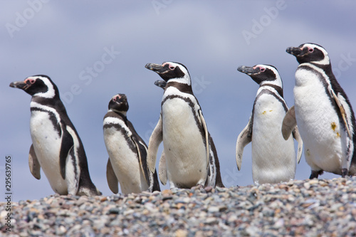Pingüino de Magallanes (Spheniscus magellanicus), Isla Pingüino, Puerto Deseado, Patagonia, Argentina. Magellanic Penguin photo