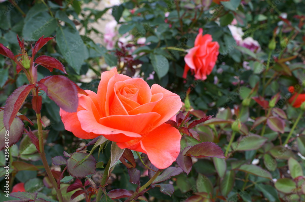 Orange rose in botanical garden Orange rose in botanical garden