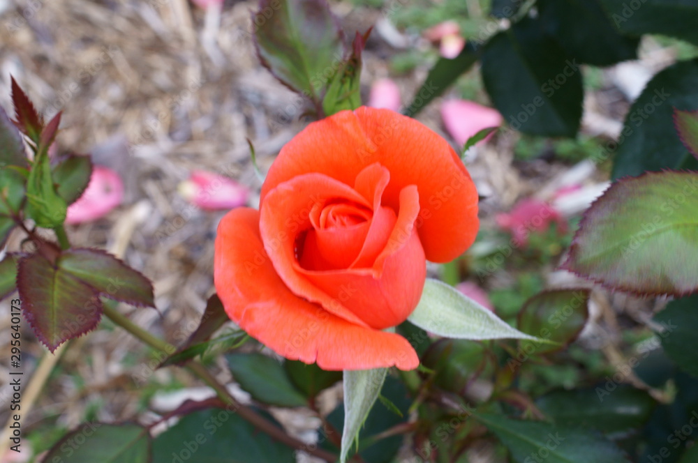 Obraz premium Orange rose in botanical garden