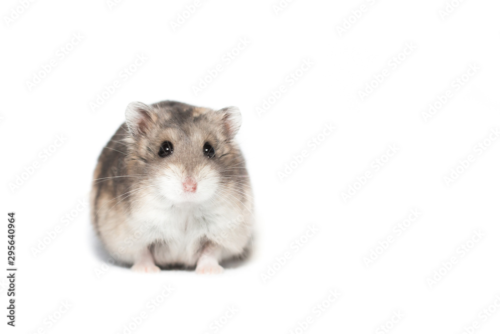 Small cute dwarf campbell hamster at a studio Small cute dwarf campbell hamster at a studio