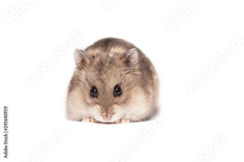 Small cute dwarf campbell hamster at a studio