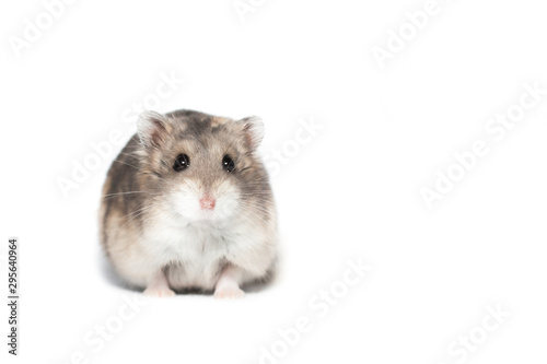 Small cute dwarf campbell hamster at a studio
