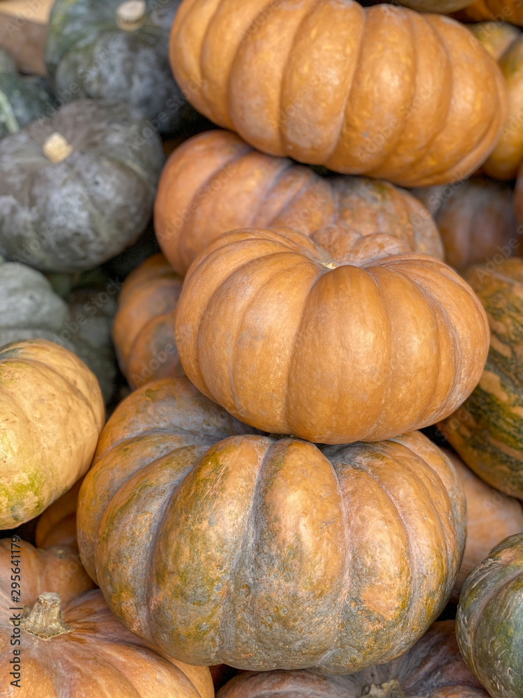 Diverse assortment of pumpkins. Pumpkin background. Autumn harvest Diverse assortment of pumpkins. Pumpkin background. Autumn harvest