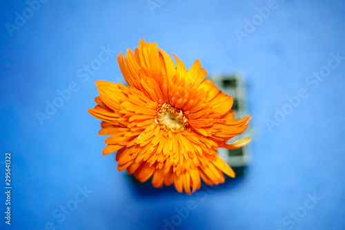 flowers on light blue background. Empty Place For A Text Top View