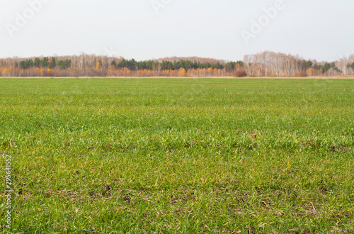 Green field in front of the autumn forest