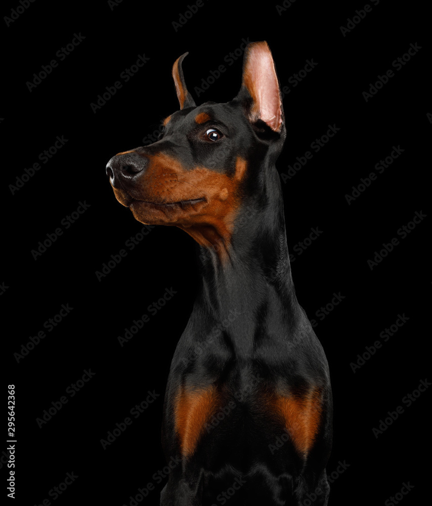 Funny Portrait of Sneaky Doberman Dog on isolated Black background
