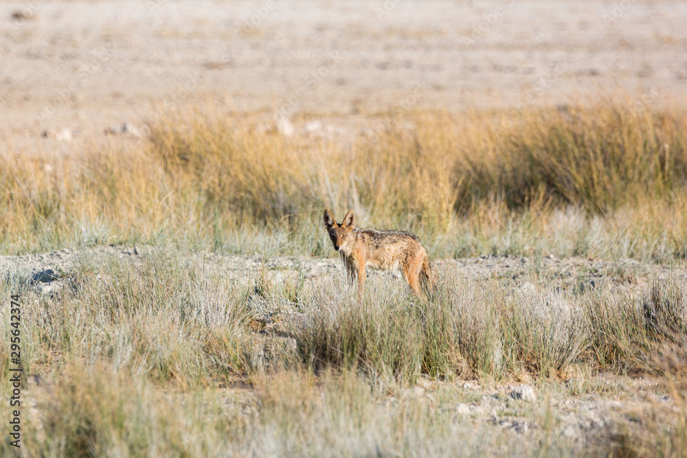 A jackal in the middle of high grass, Etosha, Namibia, Africa A jackal in the middle of high grass, Etosha, Namibia, Africa