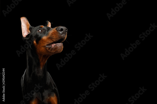 Funny Portrait of Amazement Doberman Dog stare up on isolated Black background, side view