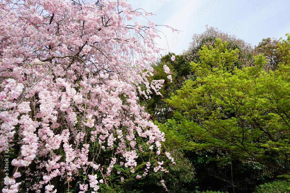 法金剛院の枝垂れ桜 法金剛院の枝垂れ桜