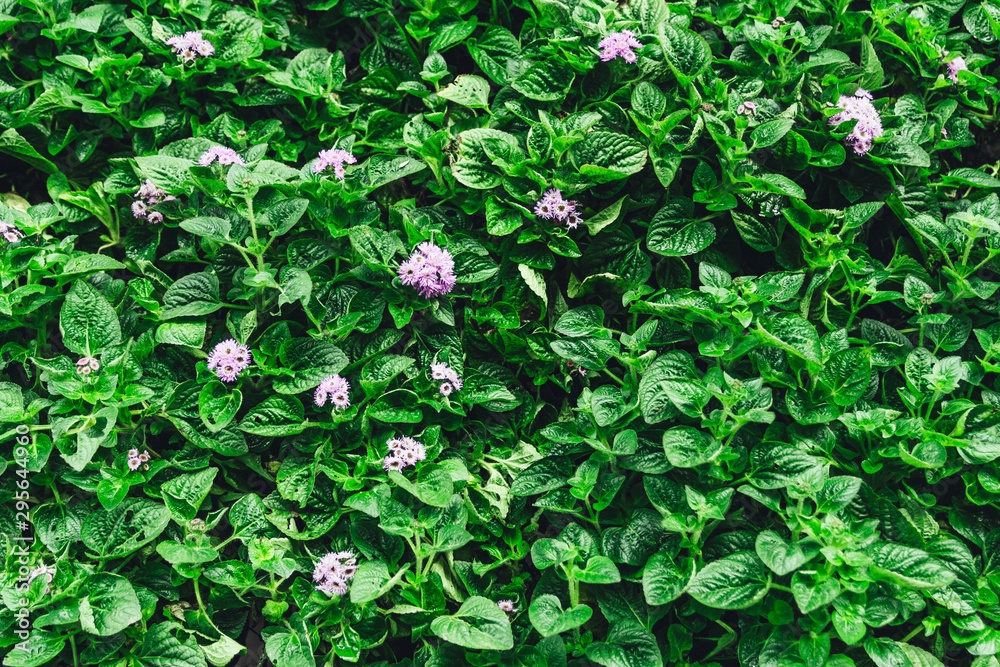 Nature background flat lay of green leaves with vintage filter Nature background flat lay of green leaves with vintage filter