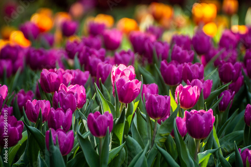 Fototapeta Naklejka Na Ścianę i Meble -  Pink tulips flowers in the garden