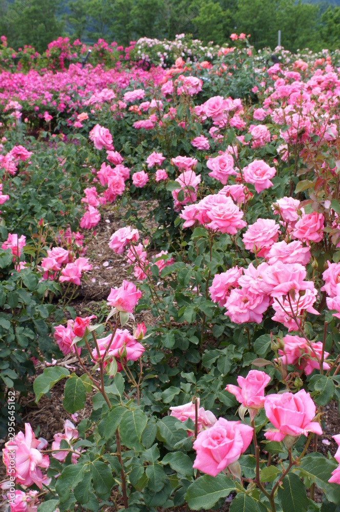 Fototapeta premium Yellow rose in botanical garden