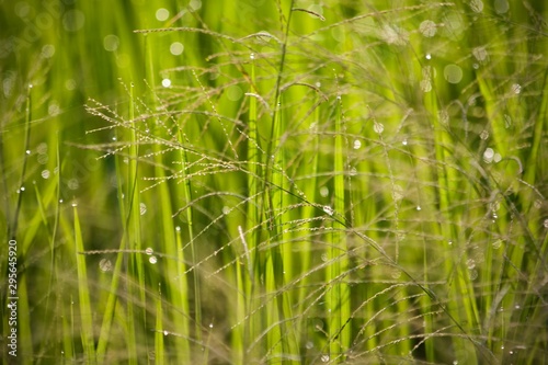 grass in the wind