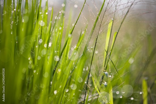 grass with water drops