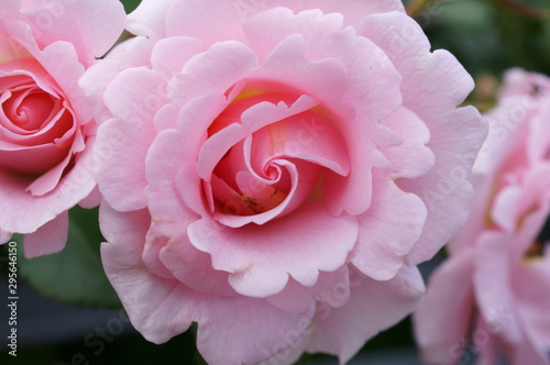 Pink roses in the botanical garden