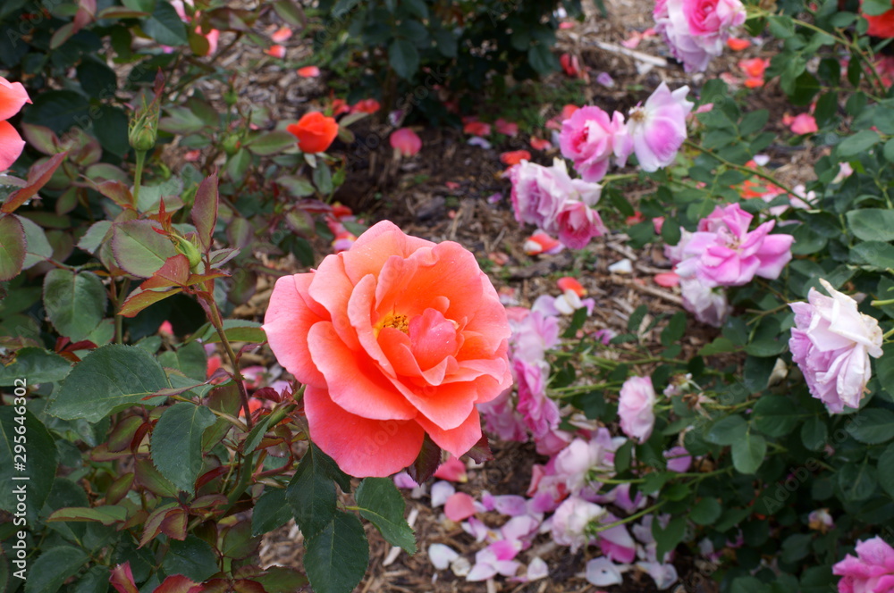 Pink roses in the botanical garden Pink roses in the botanical garden