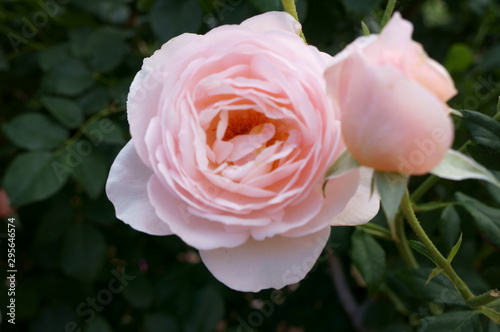 Pink roses in the botanical garden