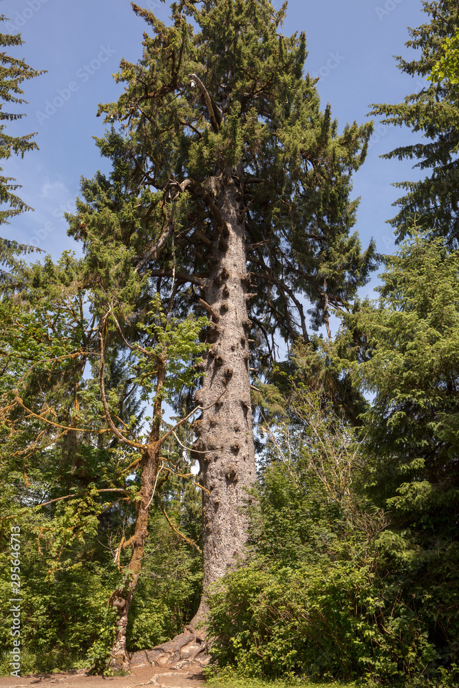 Fototapeta premium Sitka Spruce, the Quinault Lake Spruce, Lake Quinault Resort, Lake Quinault, Washington, United States. Worlds Largest 1000 year old ancient Spruce Tree, Valley of the Rainforest Giants.