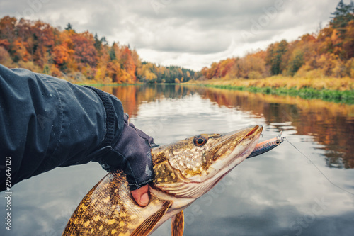 Fish caught in the autumn on the river. photo