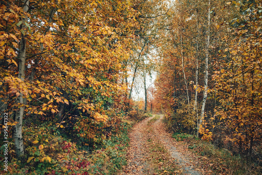 The road among the autumn trees. The road among the autumn trees.