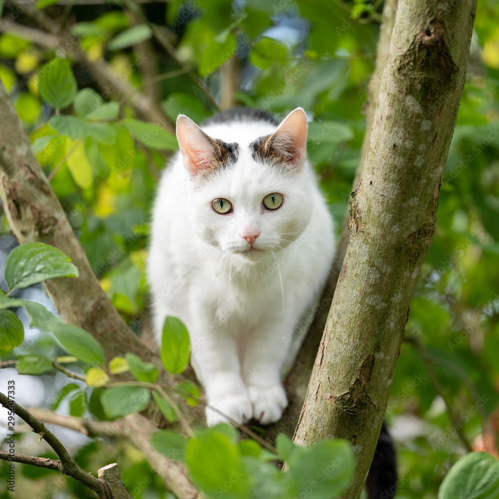 white cat between fresh green leaves of apple tree white cat between fresh green leaves of apple tree