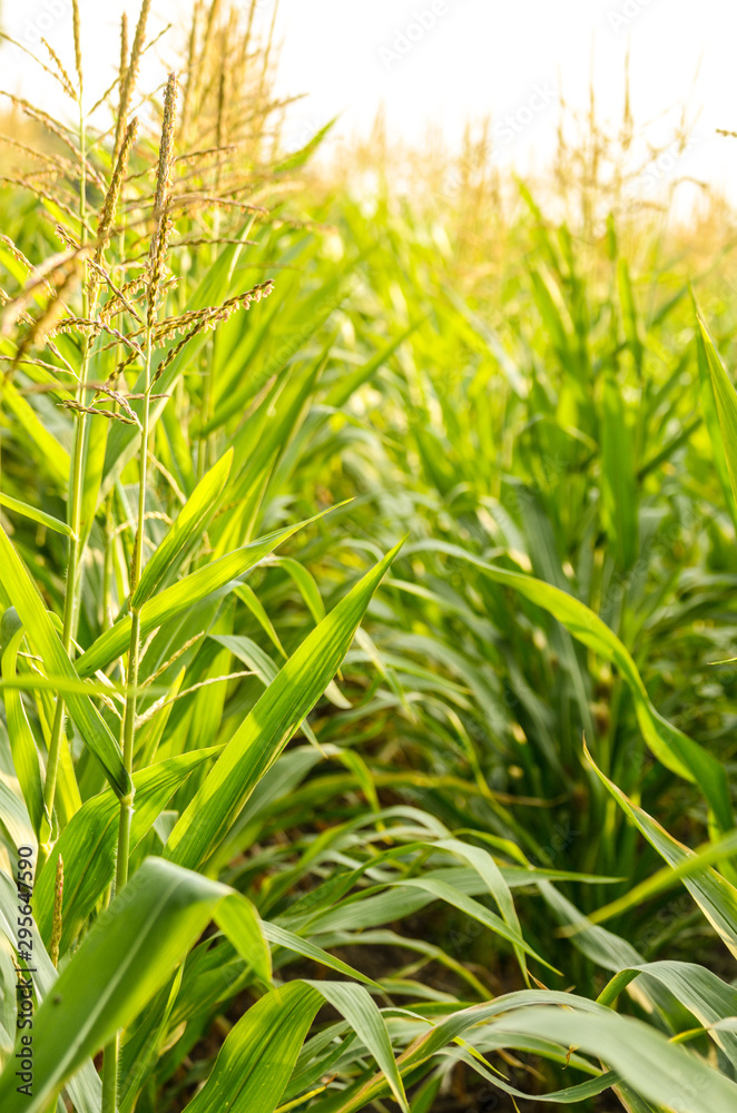 Fototapeta premium Maize corn green field summer time. Agriculture industrial background