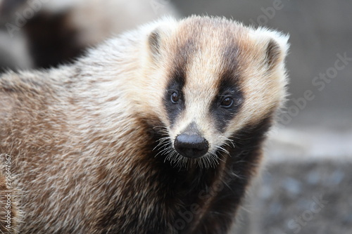 ニホンアナグマ