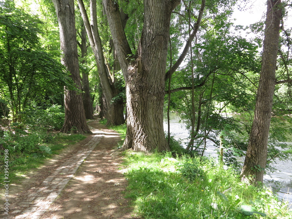 Regensburg, Deutschland: Eine Allee windet sich an der Donau entlang Regensburg, Deutschland: Eine Allee windet sich an der Donau entlang