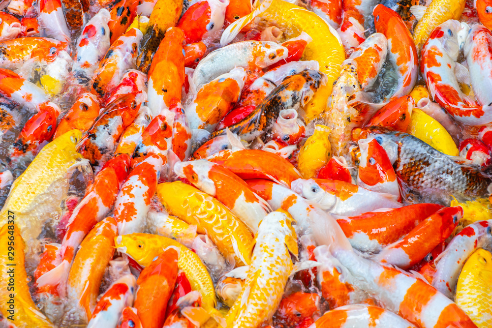 Fancy carp, Koi fish, Mirror carp (Cyprinus Carpio) are swimming and