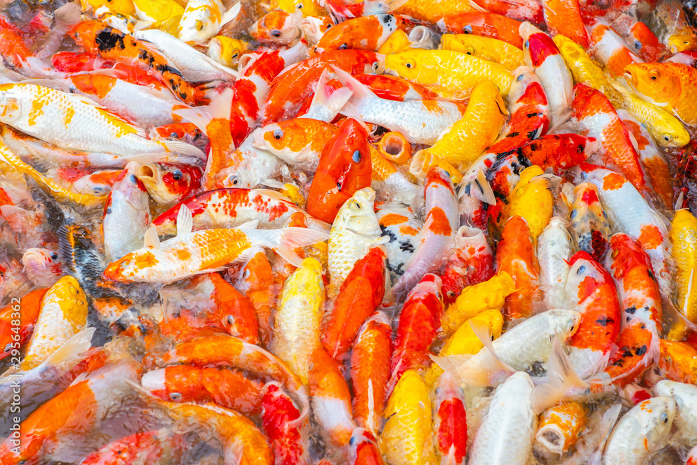 Fancy carp, Koi fish, Mirror carp (Cyprinus Carpio) are swimming and diving in the pond Fancy carp, Koi fish, Mirror carp (Cyprinus Carpio) are swimming and diving in the pond