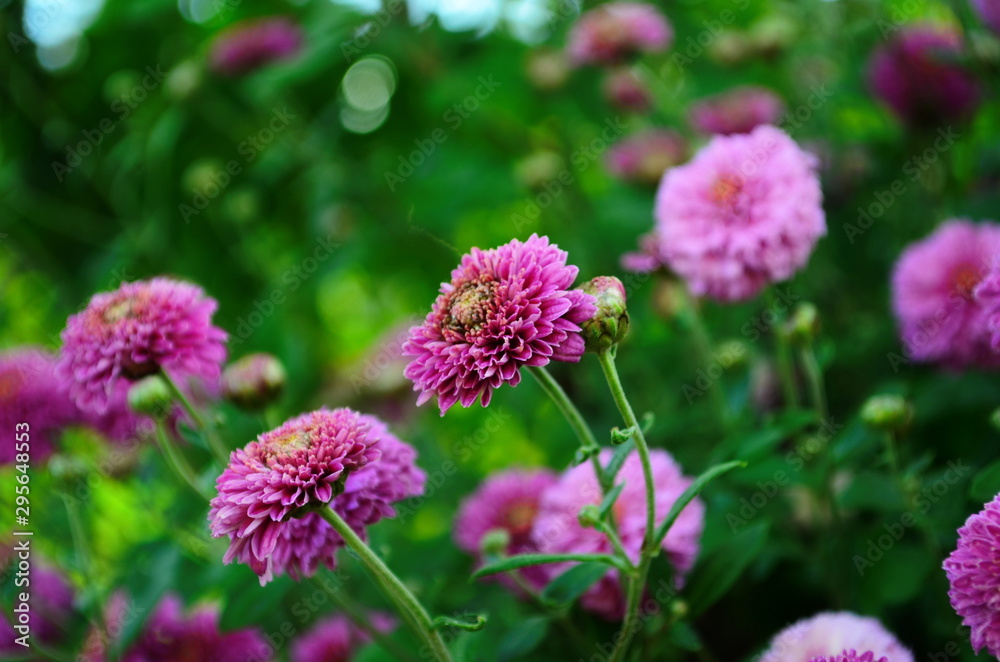 Beautiful of Chrysanthemum pink flowers in garden. Beautiful of Chrysanthemum pink flowers in garden.