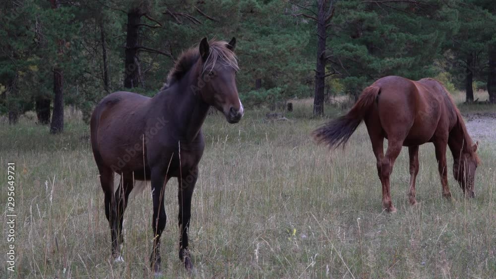 Two horses grazing pastures in open field next to the woods on a summer day. Two horses grazing pastures in open field next to the woods on a summer day.