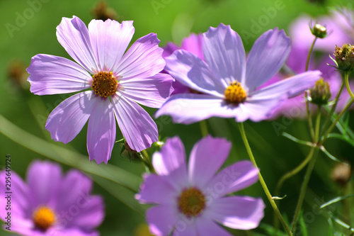 The many Beautiful large pink daisies outdoors