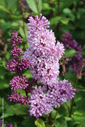 Lilac In Bloom  Banff National Park  Alberta