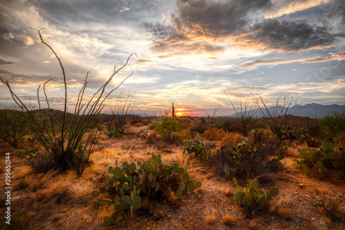 Cactus Sunset and Saguaro © Taha